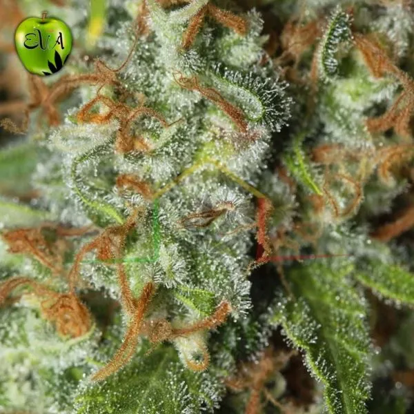 Jamaican Dream eva seeds