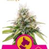 Kalidog de Royal Queen Seeds, son semillas de marihuana feminizadas que puedes comprar en nuestro Grow Shop online.