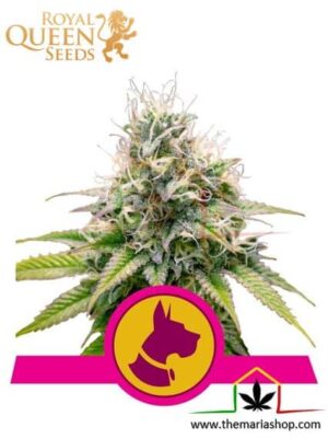 Kalidog de Royal Queen Seeds, son semillas de marihuana feminizadas que puedes comprar en nuestro Grow Shop online.