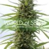 Kilimanjaro of World of Seeds, are feminized cannabis seeds that you can buy in our grow shop online.