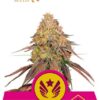 Legendary OG Punch de Royal Queen Seeds, son semillas de marihuana feminizadas que puedes comprar en nuestro Grow Shop online.