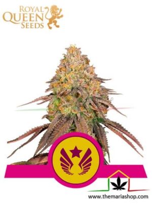 Legendary OG Punch de Royal Queen Seeds, son semillas de marihuana feminizadas que puedes comprar en nuestro Grow Shop online.