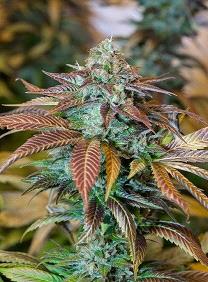 Sale of Lemon Kush Headband of Humboldt Seeds, feminized cannabis seeds you can buy in our grow shop online.