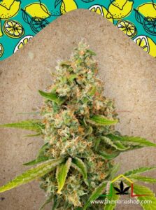 Lemon Kush of Female Seeds, are feminized cannabis seeds that you can buy in our grow shop online.