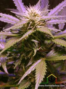 Lemon OG Haze of Nirvana Seeds, are feminized cannabis seeds that you can buy in our grow shop online.