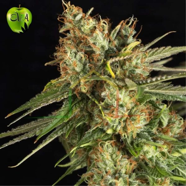 Lemon King eva seeds