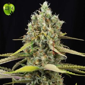 Lemon King eva seeds