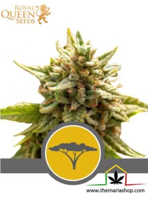 Marula Fruit Regular de Royal Queen Seeds, son semillas de marihuana regulares que puedes comprar en nuestro Grow Shop online.