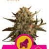 Mother Gorilla de Royal Queen Seeds, son semillas de marihuana feminizadas que puedes comprar en nuestro Grow Shop online.