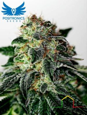 Mystic Cookie Auto de Positronics Seeds son semillas de marihuana autoflorecientes feminizadas que puedes comprar en nuestro Grow Shop al mejor precio.
