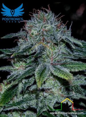 Mystic Cookiede Positronics, son semillas de marihuana feminizadas que puedes comprar en nuestro grow shop