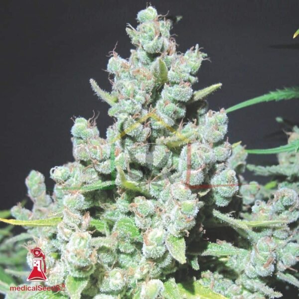 Malakoff - Medical Seeds