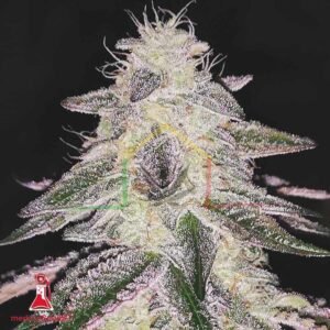 Medical Runntz - Medical Seeds