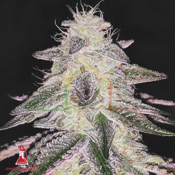 Medical Runntz - Medical Seeds