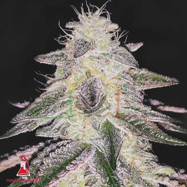 Medical Runntz - Medical Seeds