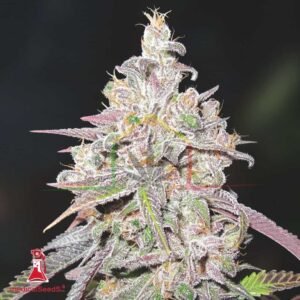 Mendocino Chanel Kush - Medical Seeds