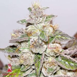Mendocino Purple Kush - Medical Seeds