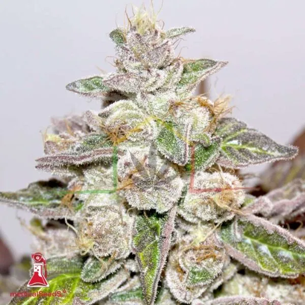 Mendocino Purple Kush - Medical Seeds