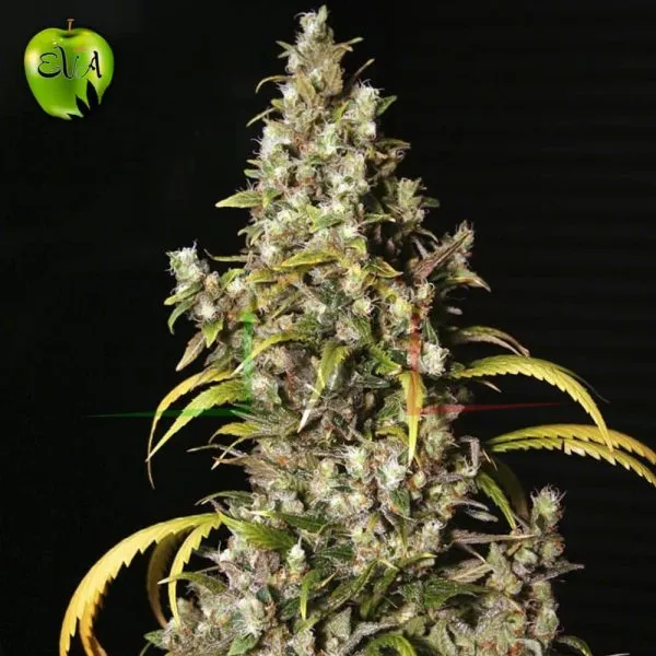 Monster Eva seeds
