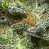 Monster Eva seeds