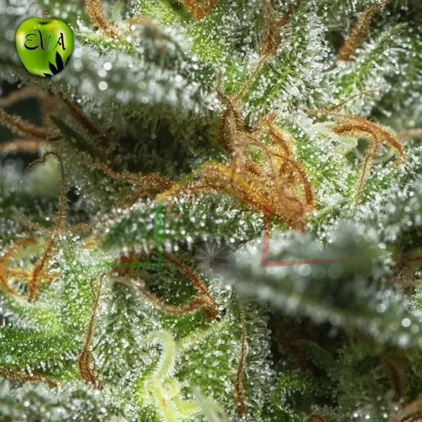 Monster Eva seeds
