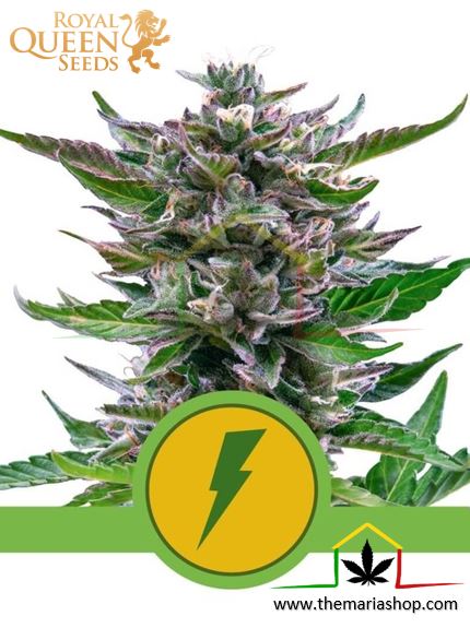 North Thunderfuck Automatic of Royal Queen Seeds, are autoflowering cannabis seeds that you can buy in our grow shop online.