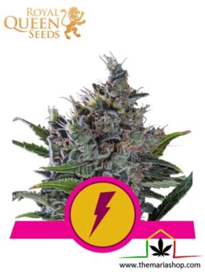 North Thunderfuck de Royal Queen Seeds, son semillas de marihuana feminizadas que puedes comprar en nuestro Grow Shop online.
