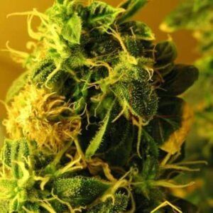 Northern Light Auto - Nirvana Seeds