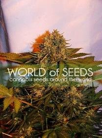 Northern Light x Big Bud Ryder Auto of World of Seeds, are autoflowering cannabis seeds that you can buy in our grow shop online.