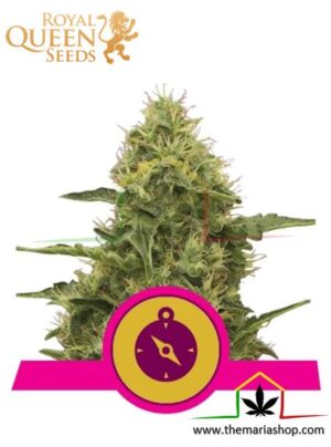 Northern Light de Royal Queen Seeds, son semillas de marihuana feminizadas que puedes comprar en nuestro Grow Shop online.