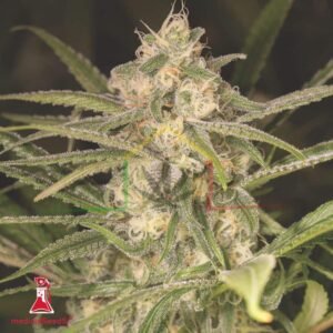 No Name Auto - Medical Seeds