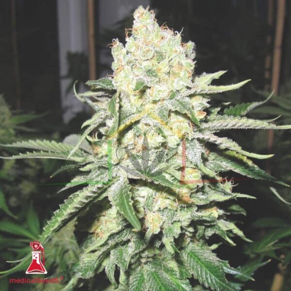 No Name - Medical Seeds