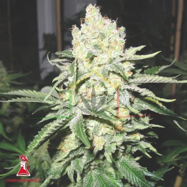 No Name - Medical Seeds