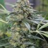 OG Kush CBD (Dinafem Seeds), autoflowering feminised cannabis seeds that you can buy in our online store.