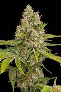OG Kush de Royal Queen Seeds, son semillas de marihuana feminizadas que puedes comprar en nuestro Grow Shop online.
