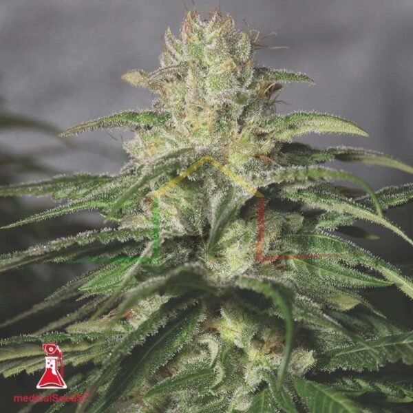OG Kush CBD - Medical Seeds