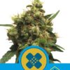 Painkiller XL semillas de marihuana medicinales de Royal Queen Seeds que podrás comprar en Themariashop.