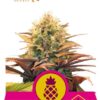 Pineapple Kush de Royal Queen Seeds, son semillas de marihuana feminizadas que puedes comprar en nuestro Grow Shop online.