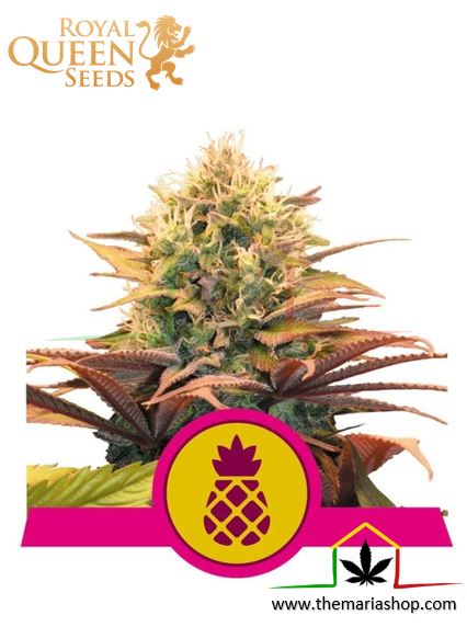 Pineapple Kush de Royal Queen Seeds, son semillas de marihuana feminizadas que puedes comprar en nuestro Grow Shop online.