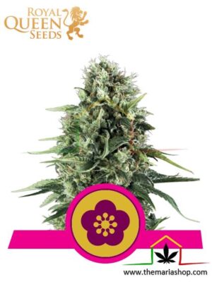 Power Flower de Royal Queen Seeds, son semillas de marihuana feminizadas que puedes comprar en nuestro Grow Shop online.
