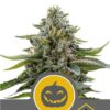 Pumpkin Kush Regular de Royal Queen Seeds, son semillas de marihuana regulares