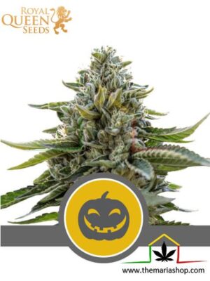 Pumpkin Kush Regular de Royal Queen Seeds, son semillas de marihuana regulares que puedes comprar en nuestro Grow Shop online.