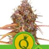 Purple Queen Automatic de Royal Queen Seeds, son semillas de marihuana autoflorecientes feminizadas que puedes comprar en nuestro Grow Shop online.