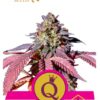 Purple Queen de Royal Queen Seeds, son semillas de marihuana feminizadas que puedes comprar en nuestro Grow Shop online.