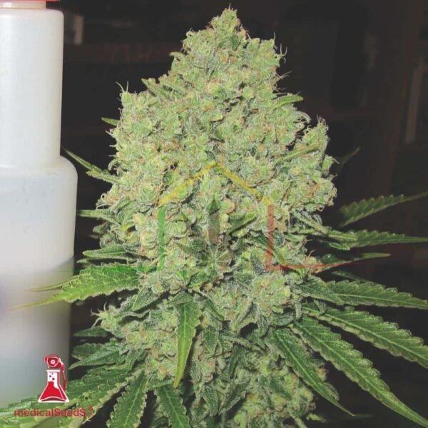 Prozack - Medical Seeds