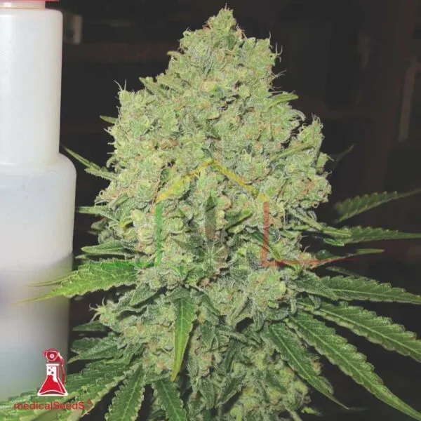 Prozack - Medical Seeds