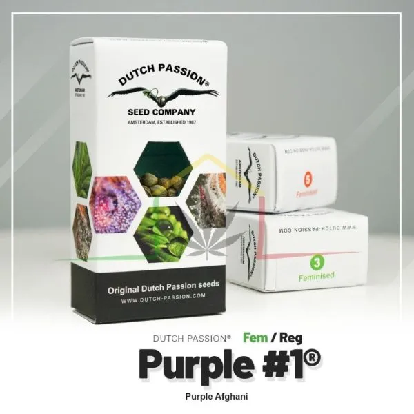Purple #1 - Dutch Passion