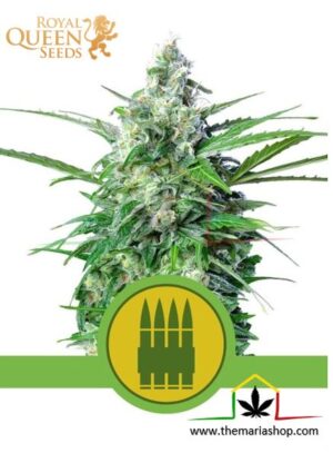 Royal Ak Auto de Royal Queen Seeds, son semillas de marihuana autoflorecientes feminizadas que puedes comprar en nuestro Grow Shop online.