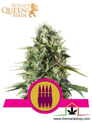 Royal AK de Royal Queen Seeds, son semillas de marihuana feminizadas que puedes comprar en nuestro Grow Shop online.