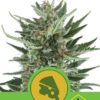 Royal Cheese Automatic de Royal Queen Seeds, son semillas de marihuana autoflorecientes feminizadas que puedes comprar en nuestro Grow Shop online.